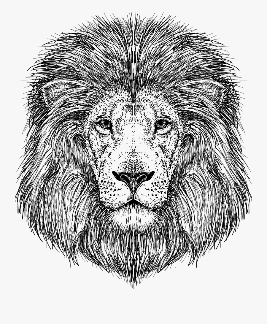 Lion Dessin Face, Transparent Clipart