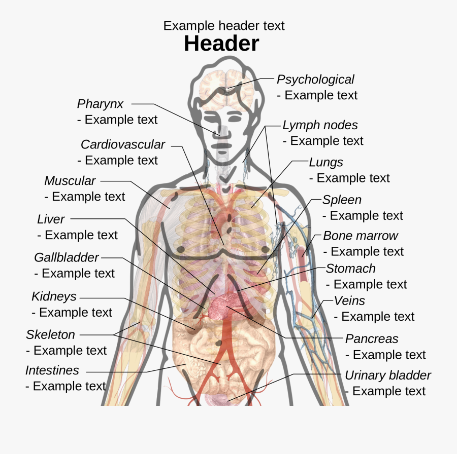 Adult Male Diagram Template Svg - Internal Organs Of Male ...