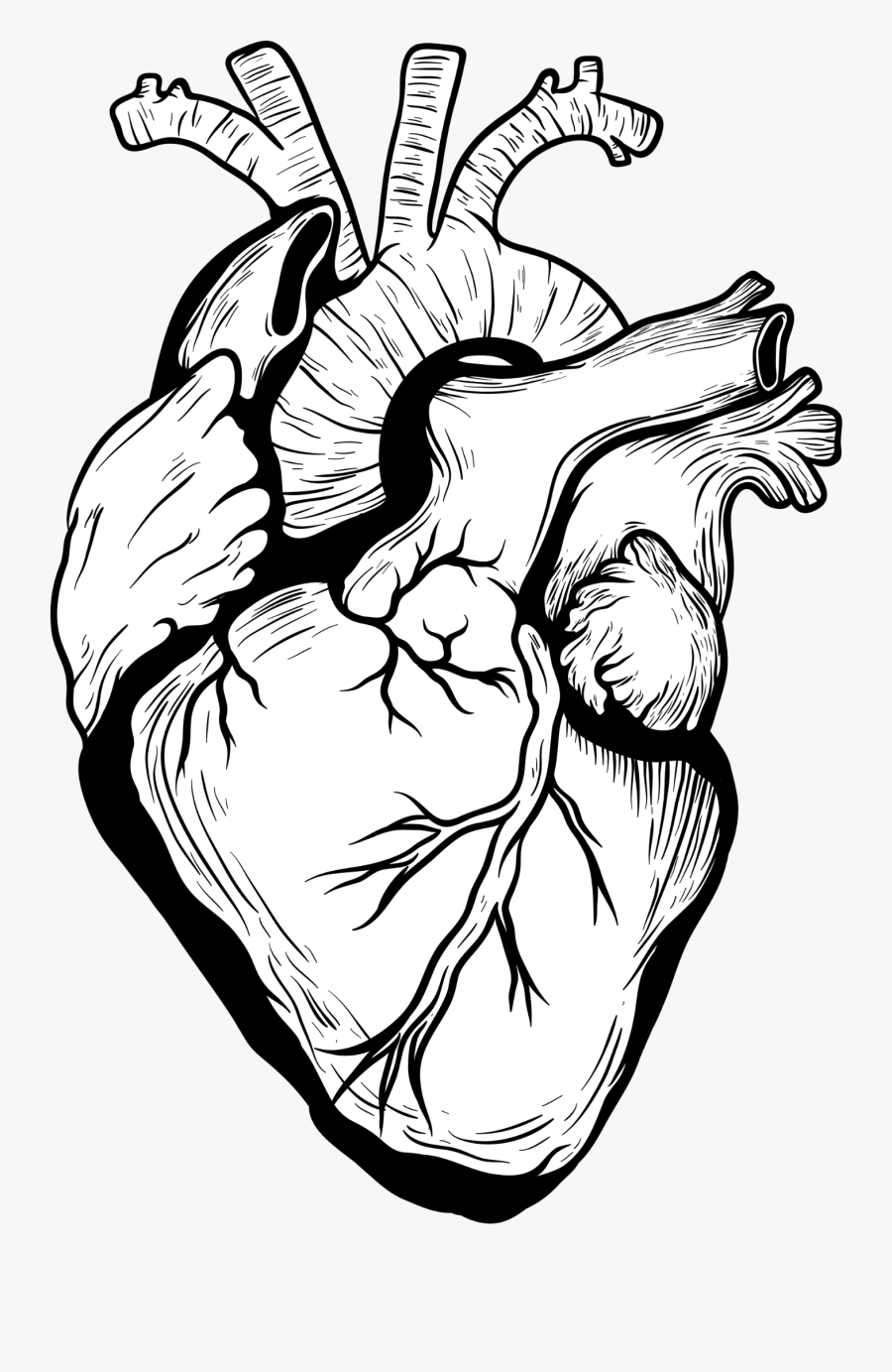 Clip Art Heart Organ Drawing - Heart Organ Clipart Black And White, Transparent Clipart