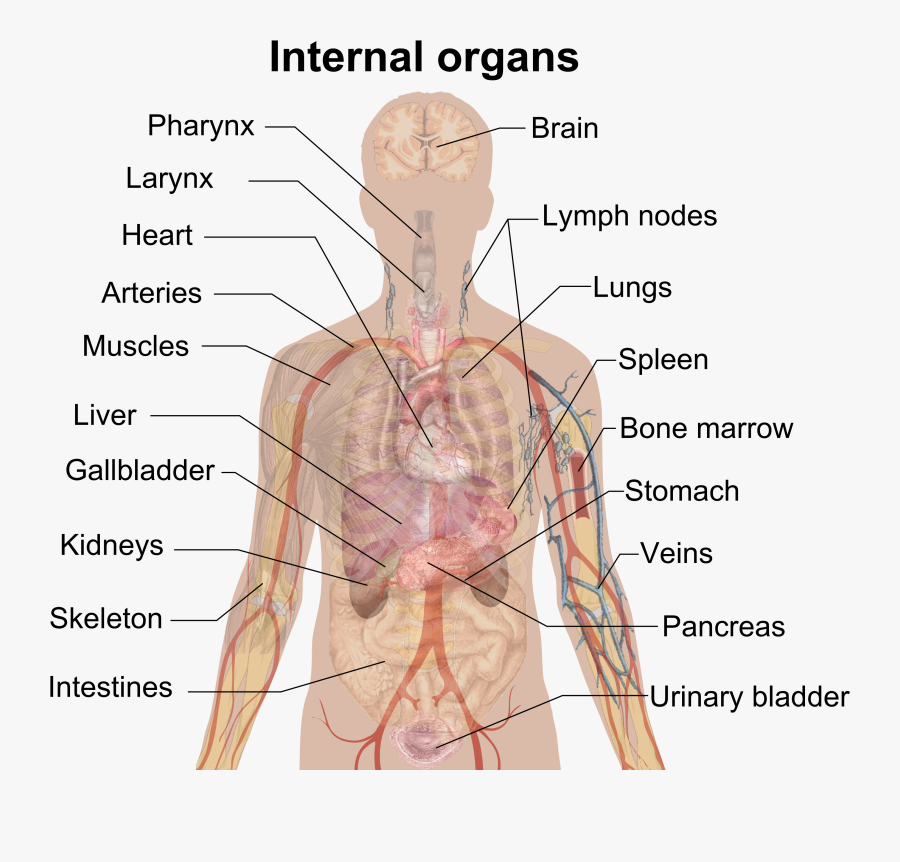 Clip Art Organ Wikipedia - Human Organs, Transparent Clipart