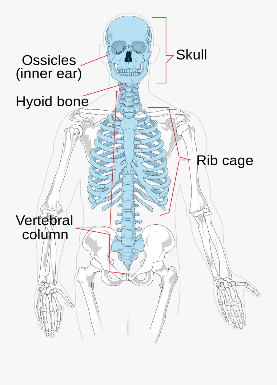 Shoulder,human - Axial Skeleton And Appendicular Skeleton, Transparent Clipart