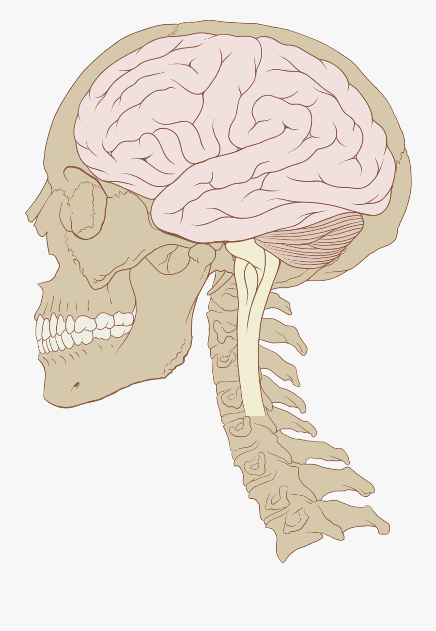Brain Clipart Pineal Gland - Brain In Skull, Transparent Clipart