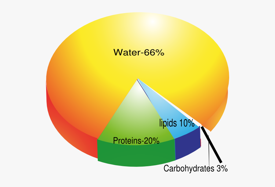 Molecular Composition Of The Body, Transparent Clipart