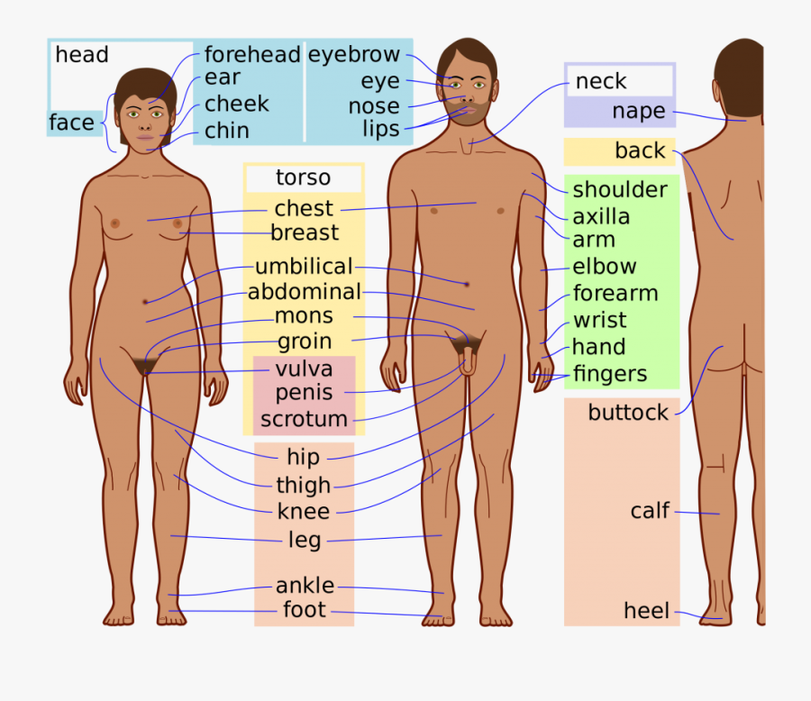 Human Clipart Body Part - Body Part Of Man, Transparent Clipart
