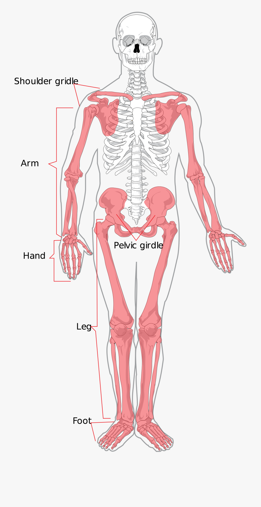 Upper And Lower Extremity, Transparent Clipart