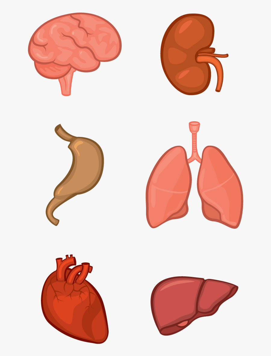 Clipart Freeuse Library Body Tissue Clipart - Organs Clipart Png, Transparent Clipart