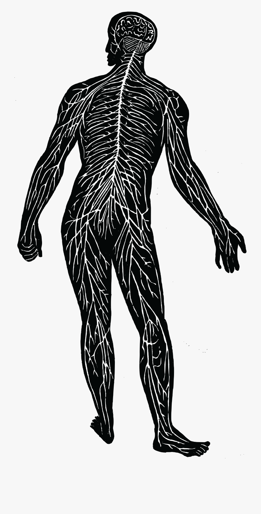 Free Of The - Nerve System Clipart, Transparent Clipart
