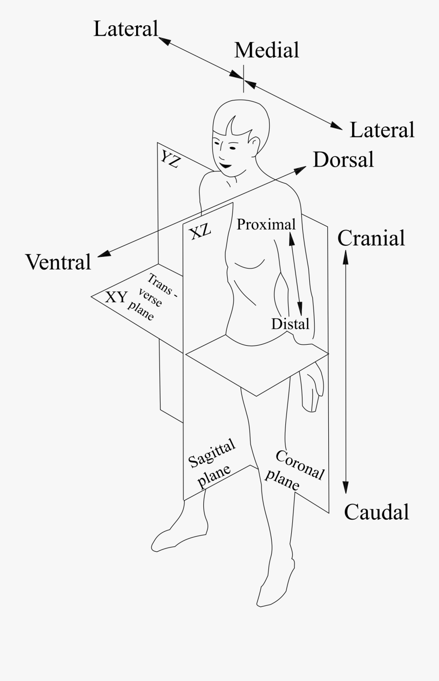 Banner Transparent Library Human Body Clipart Black - Line Art, Transparent Clipart