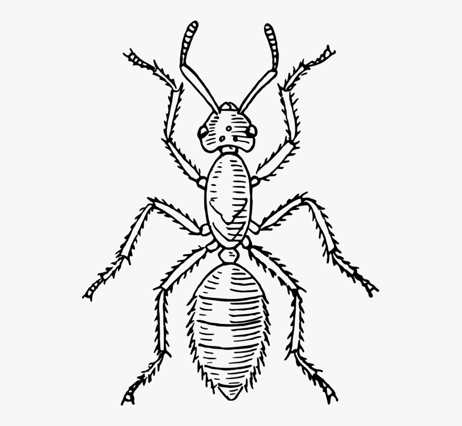 Transparent Ant Clipart Png - Parts Of Insect, Transparent Clipart