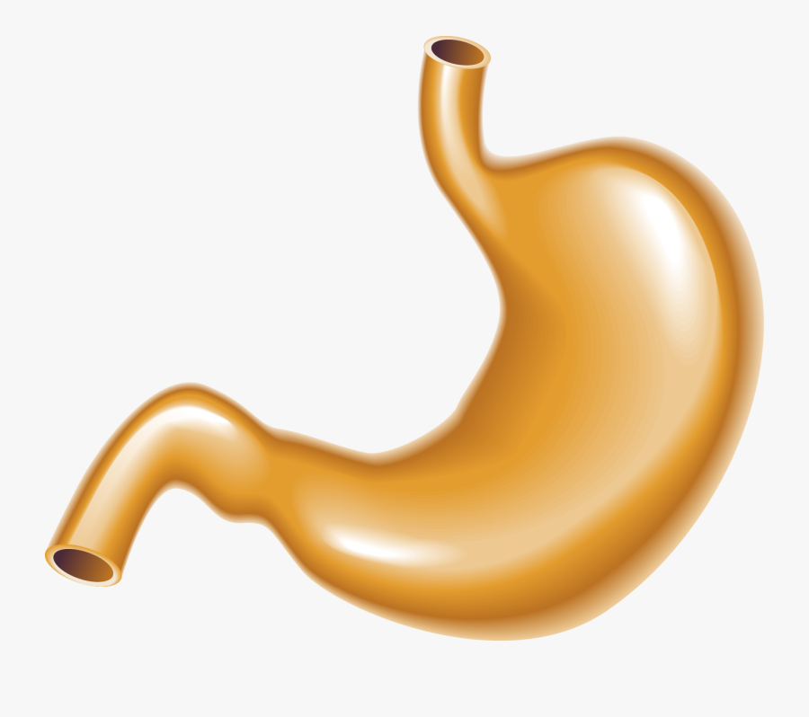 Stomach Large Intestine Human Body - Human Stomach Png, Transparent Clipart