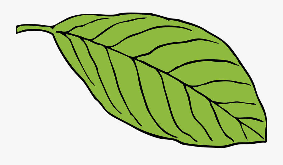 Oval Leaf - Transparent Leaf Cartoon, Transparent Clipart