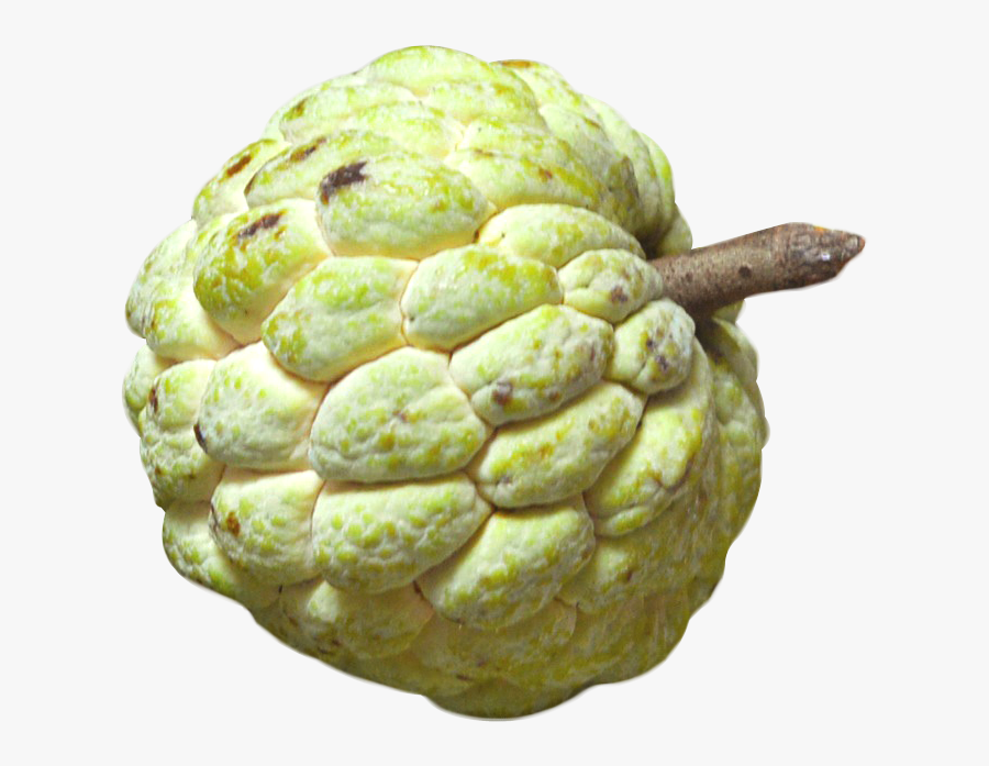 Transparent Green Apple Clipart - Custard Apple Fruit Png, Transparent Clipart