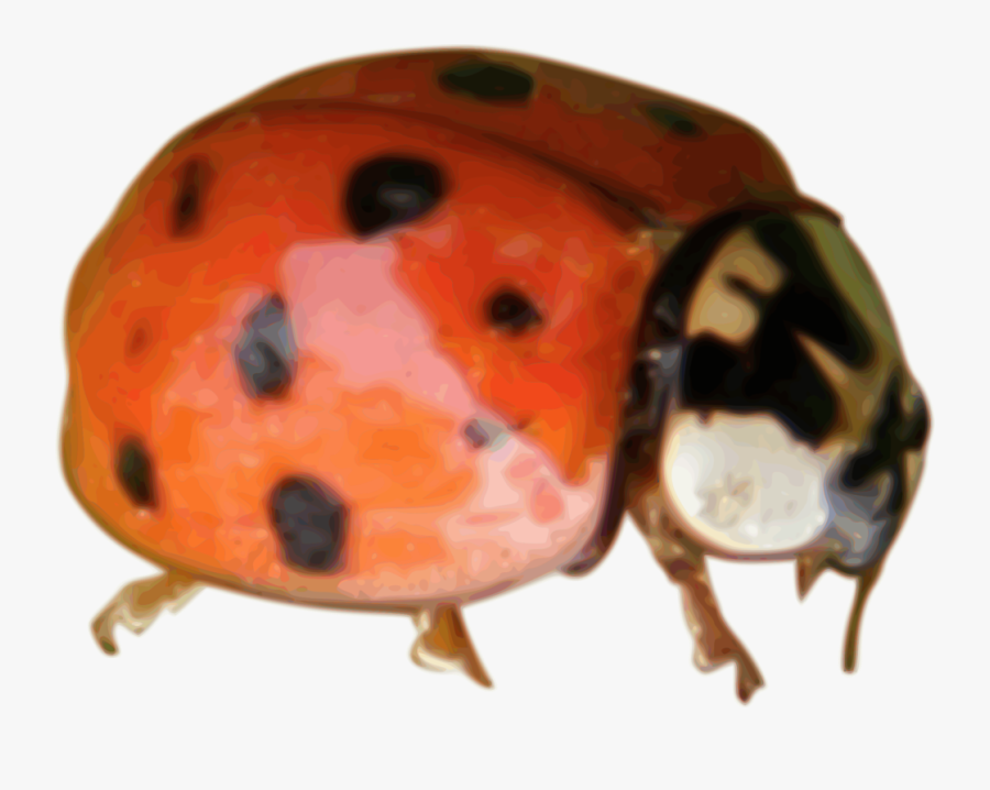 Ladybird Beetle, Transparent Clipart