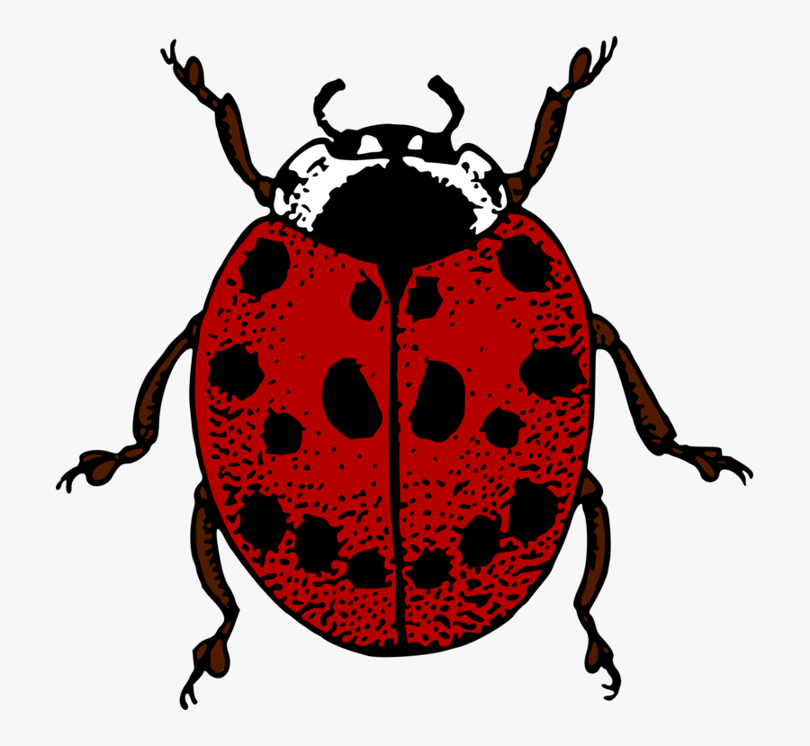 Ladybug,scarabs,darkling Beetles - Ladybird Pictures To Colour, Transparent Clipart