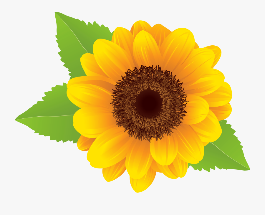 Sunflower Flower Yellow Transparent Image Clipart Free