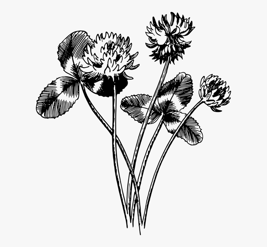 Drawing White Clover Four Leaf Clover Black And White - Watercolor Leaf Png Black, Transparent Clipart