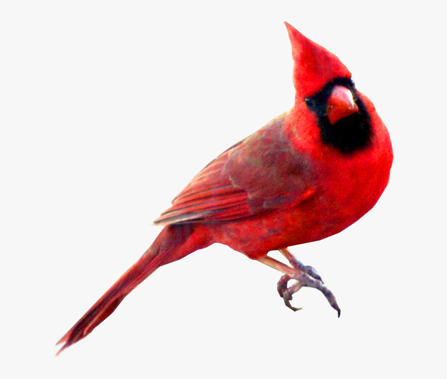 Clip Art Cardinal Bird Clipar - Symbolism Cardinal Bird Meaning, Transparent Clipart