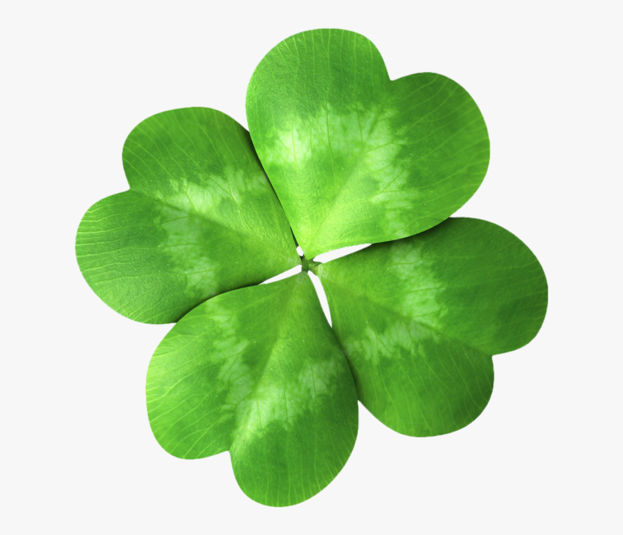 Four Leaf Clover - Real Life Rotational Symmetry, Transparent Clipart