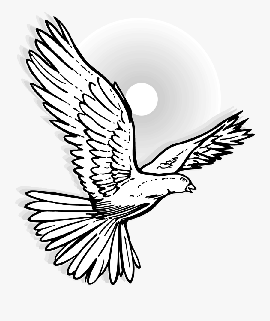 Collection Of Free Cardinal Drawing Flying Download - Flying Dove, Transparent Clipart