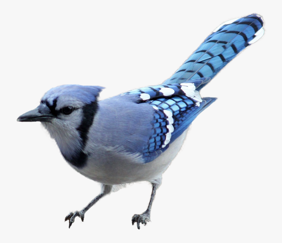 Cardinal Clipart Baby Blue Jay With No Background Free Transparent Clipart Clipartkey
