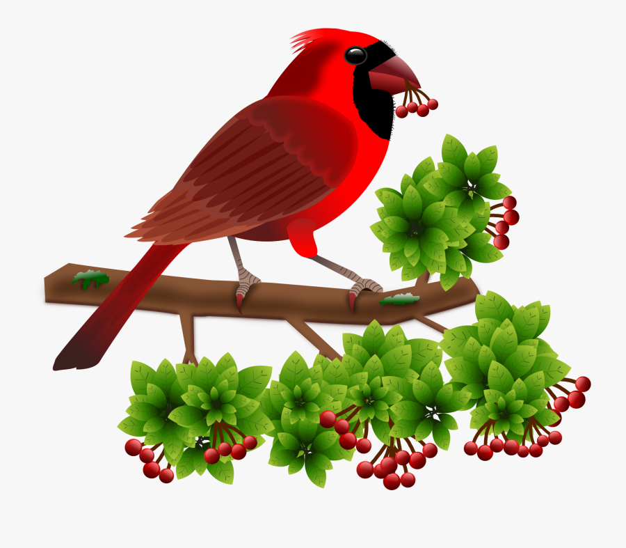 Beautiful Birds Word, Transparent Clipart