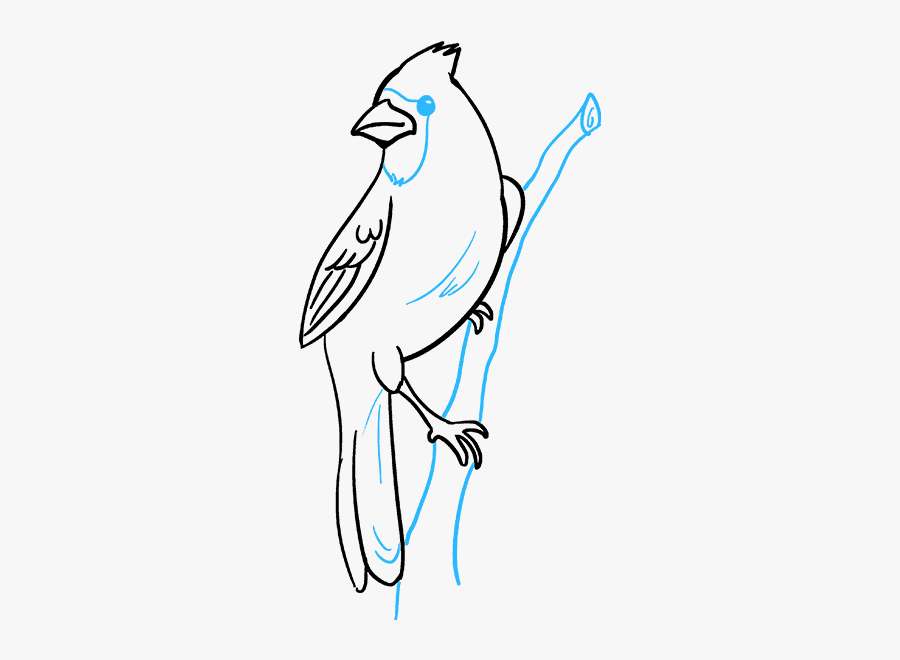 How To Draw Cardinal Bird - Cardinal Bird Drawings Easy, Transparent Clipart