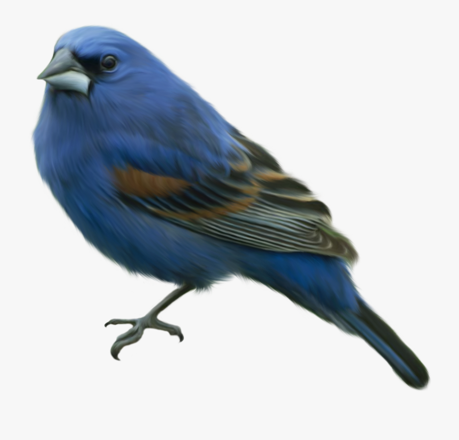 Vintage Cardinal Clip Art - Transparent Background Blue Bird, Transparent Clipart