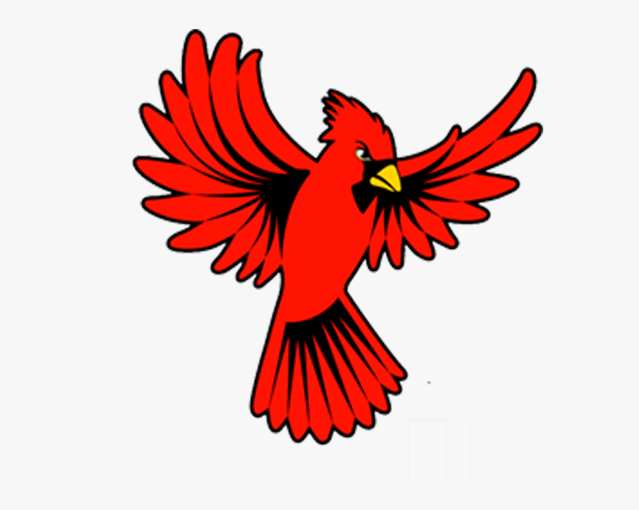 Cardinal Wings Open Clipart - Cardinal Bird Open Wings, Transparent Clipart