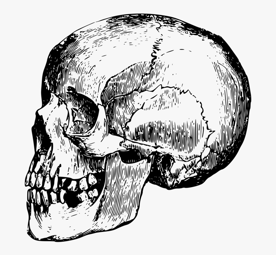 Head,skull,monochrome Photography - Png Bone Human Skull, Transparent Clipart