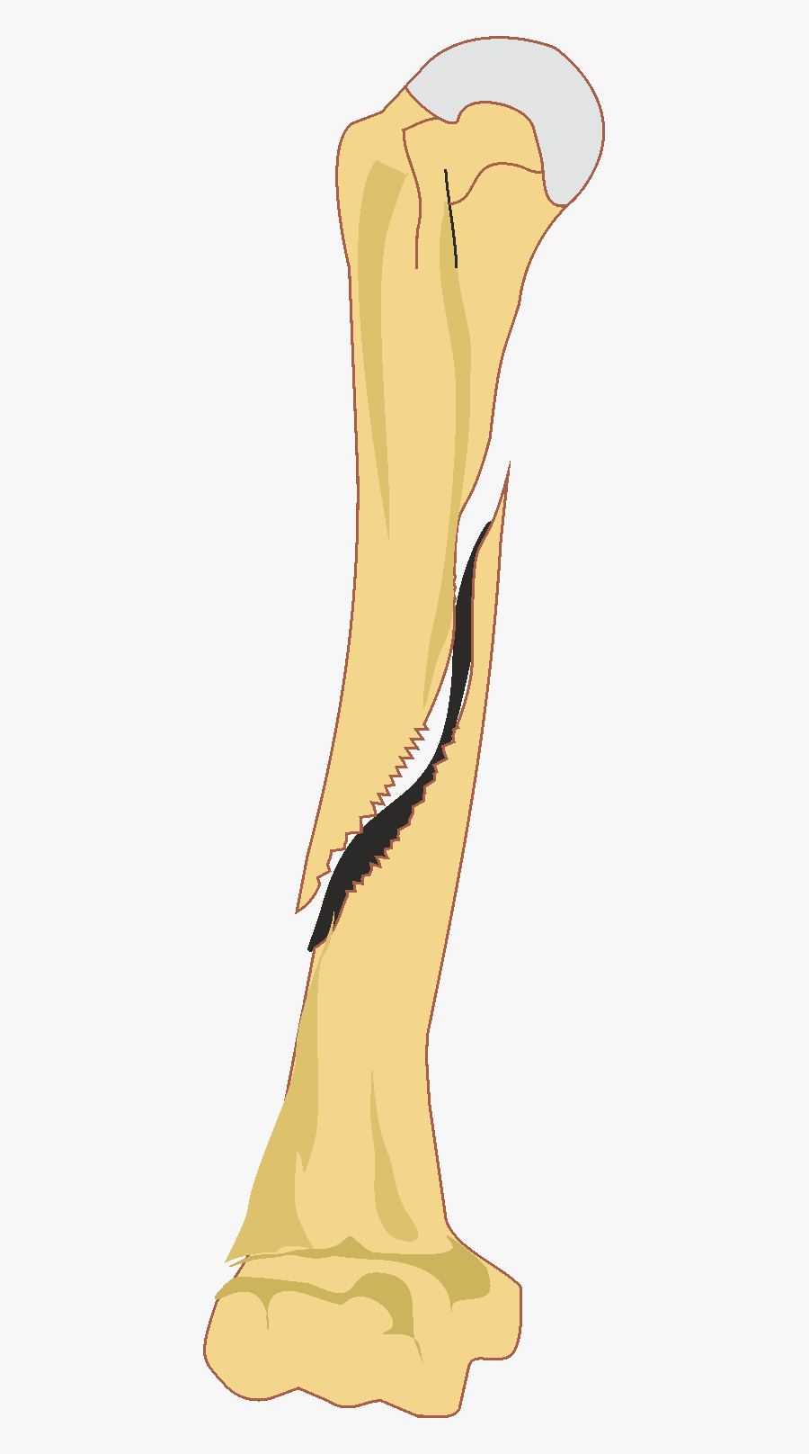 Collection Of Free Comminuting - Illustration, Transparent Clipart