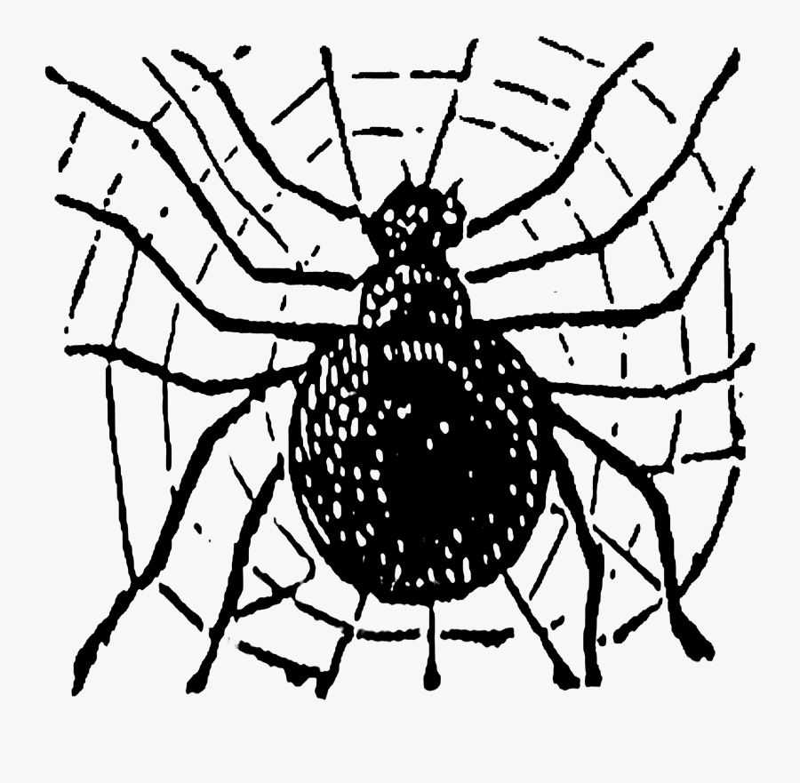 Spider Web, Transparent Clipart