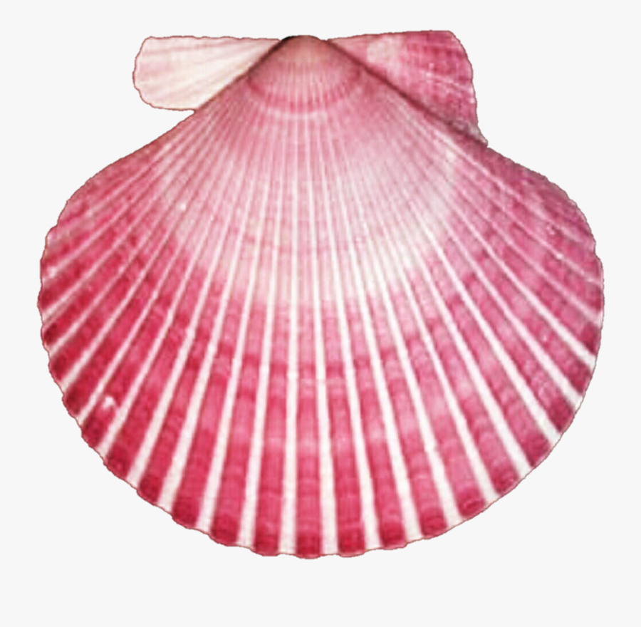 Dark Pink Seashell Clipart - Pink Seashell, Transparent Clipart