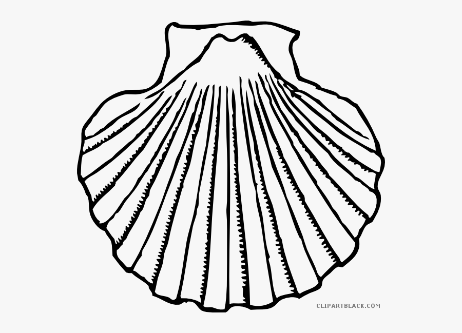 Seashell Black And White Png Download Huge Freebie - Shell Clip Art, Transparent Clipart