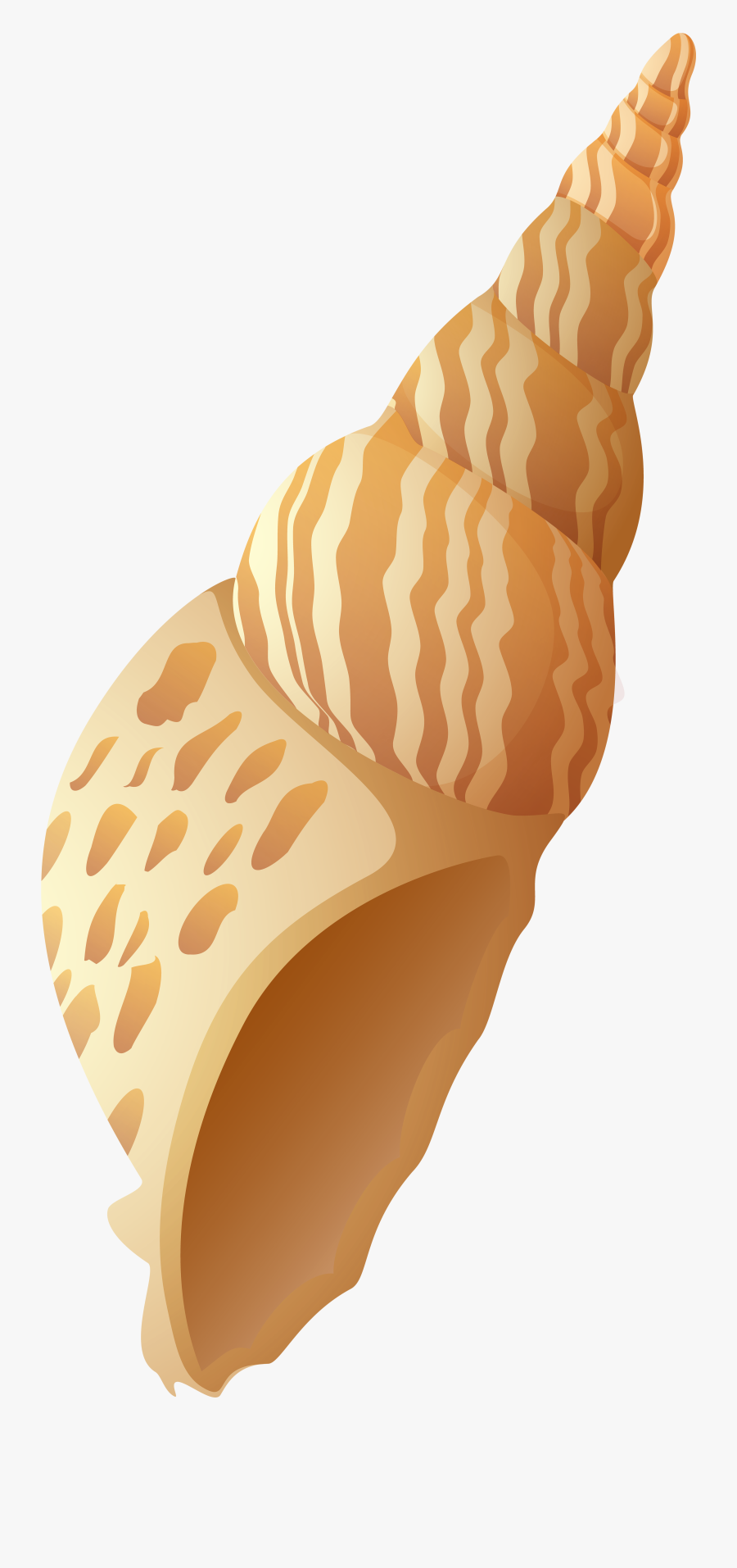Beach Shell Png Clip Art Image, Transparent Clipart
