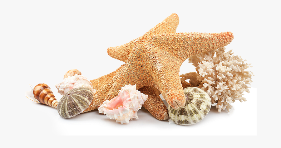 Seashell Beach Clip Art - Vitamin Sea Bali Cooling Mist, Transparent Clipart