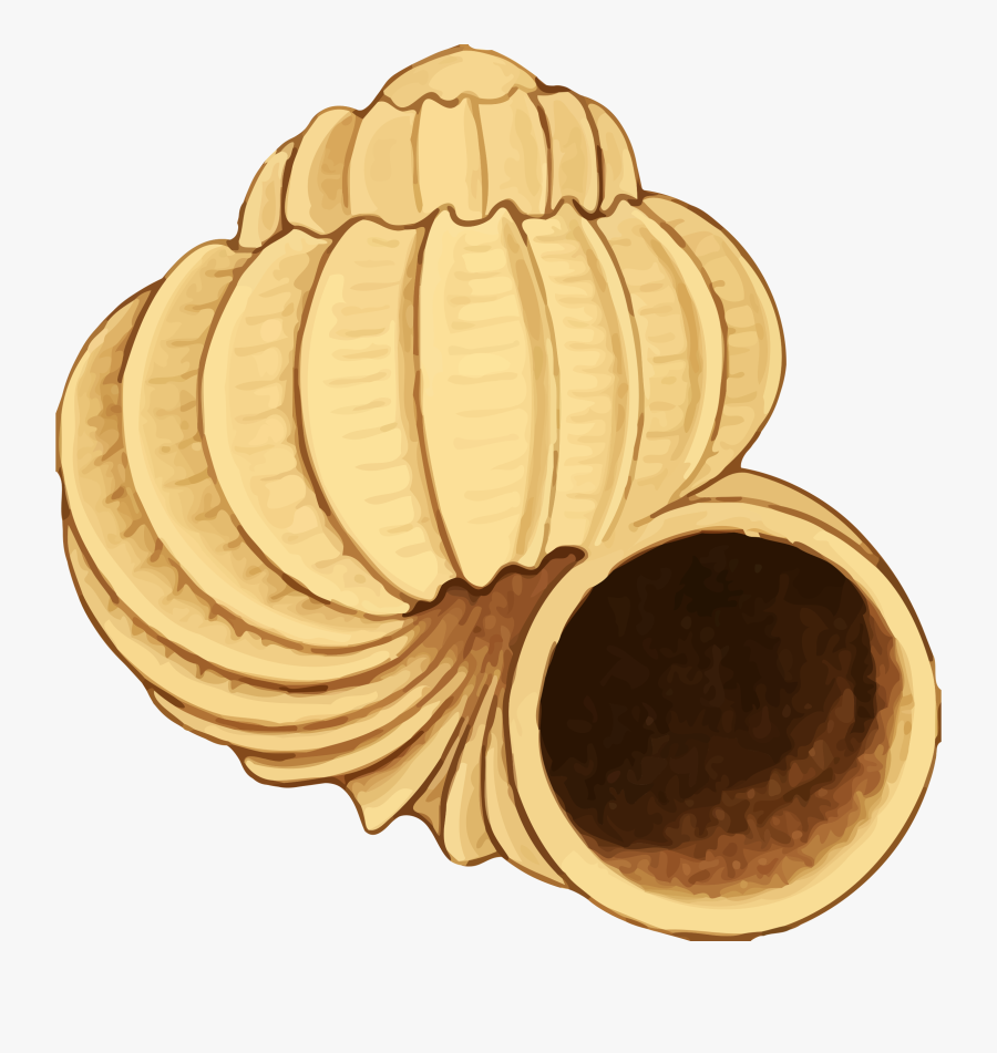 Sea Shell - Clip Art, Transparent Clipart