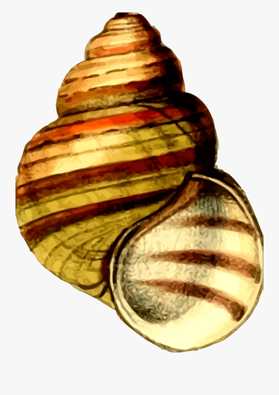 Sea Shell 21 Clip Arts - Shell Clipart, Transparent Clipart
