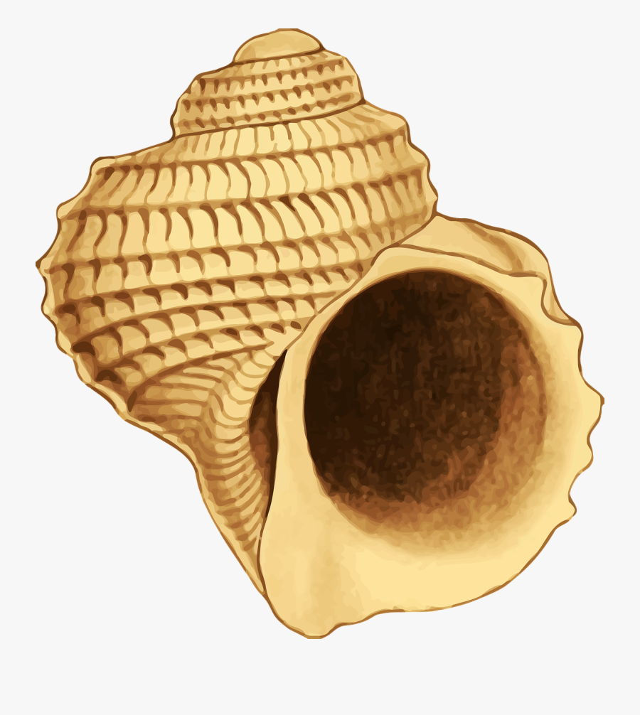 Animal Beach Ocean Sea Seashell Transparent Image - Animales De Playa Png, Transparent Clipart