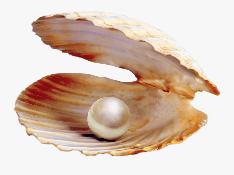 Pearl In Shell Transparent Png - Clam Pearl Png, Transparent Clipart
