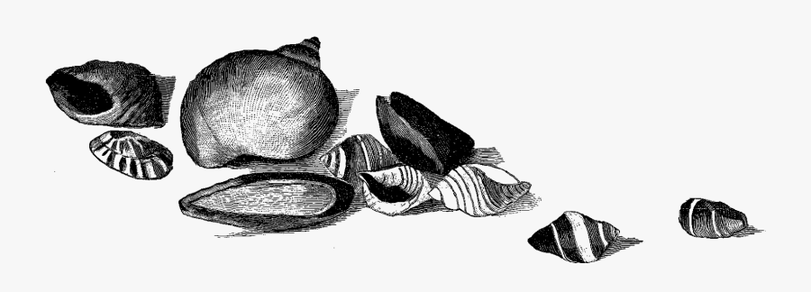 The Sea Shell Clip Art Is A Lovely Pencil Artwork Drawing - Drawing, Transparent Clipart