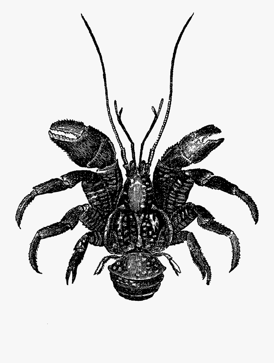 Transparent The Sea Clipart - Coconut Crab Clip Art, Transparent Clipart
