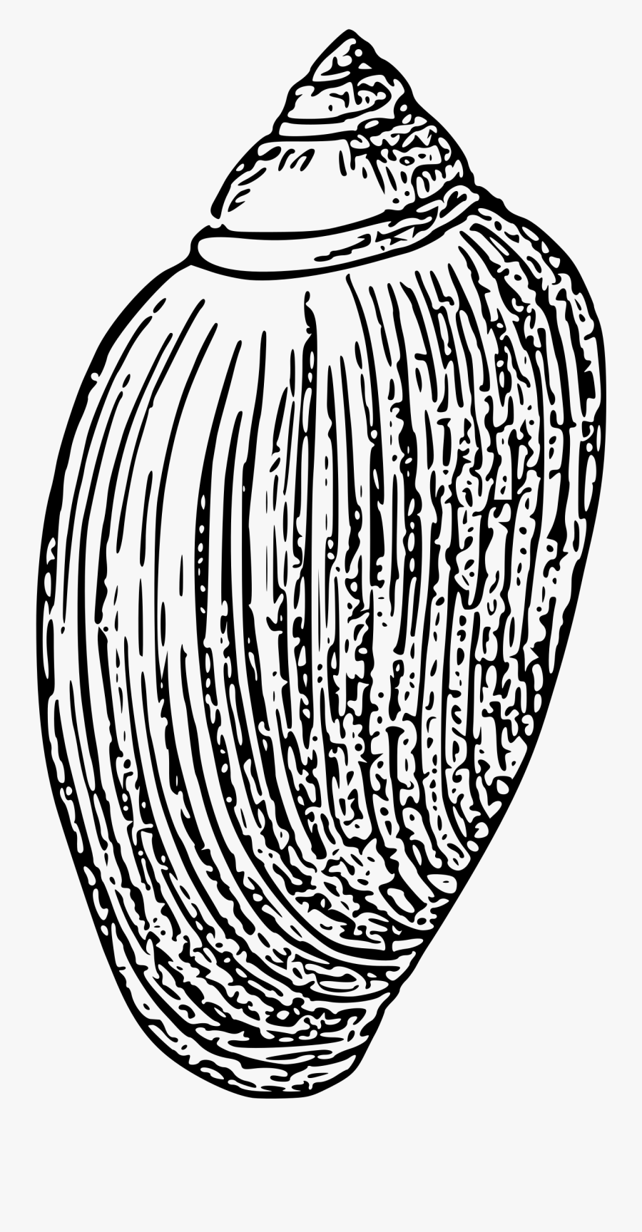 Sea Shell 10 Clip Arts, Transparent Clipart