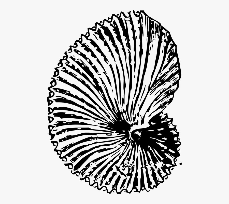 Fossil Clipart Transparent Background, Transparent Clipart