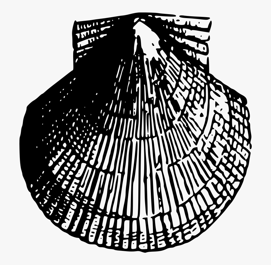 Sea Shell - International 4700 Front Disc, Transparent Clipart