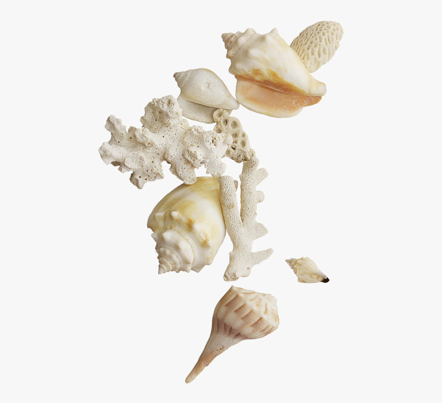 Seashell Clip Art - Seashells Png, Transparent Clipart