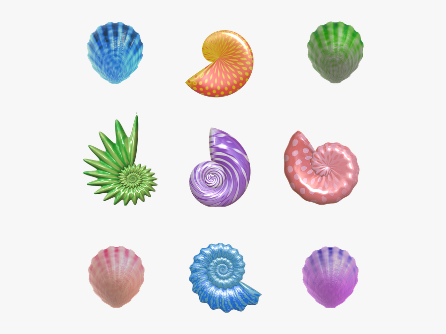 Shell, Seashell, Nautilus, Clam, Barnacles, Mollusk - Seashell, Transparent Clipart