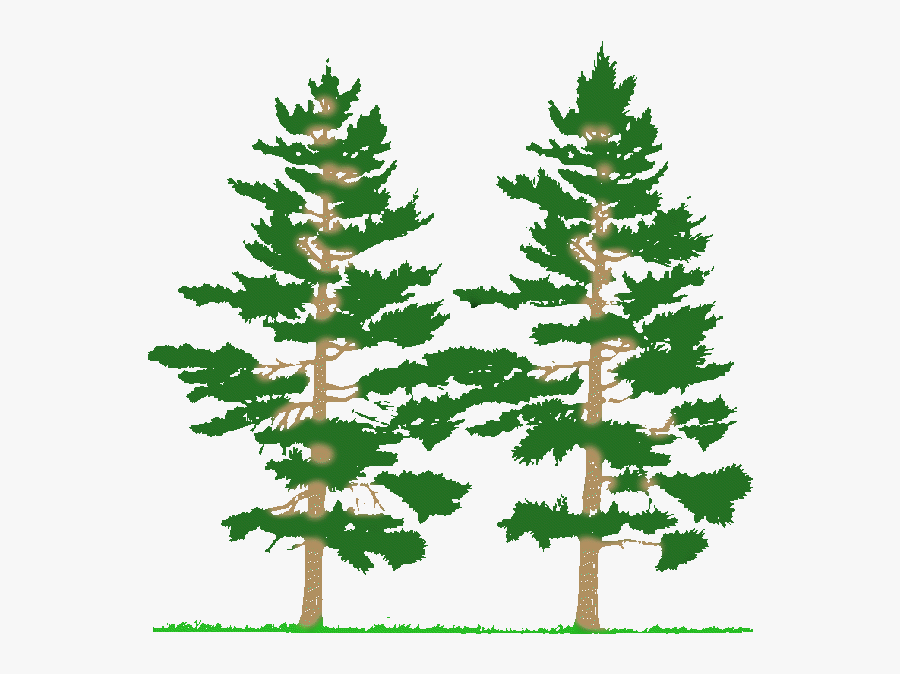 Parts Of Plant - Tall And Short Tree, Transparent Clipart