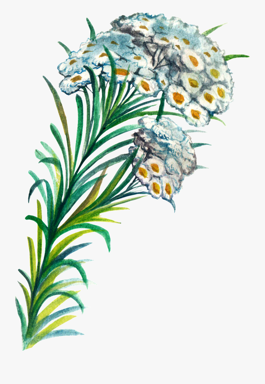 Hand Painted Plant Cartoon Transparent Watercolor Png - Iris, Transparent Clipart