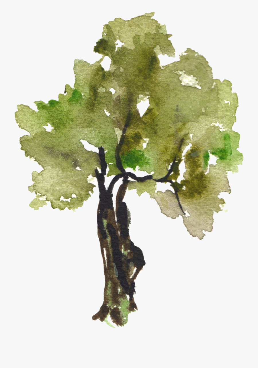 Transparent Trees Clip Art - Watercolor Oak Tree Transparent, Transparent Clipart