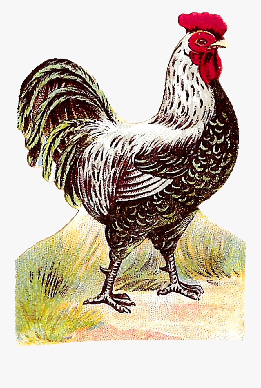 Rooster, Transparent Clipart